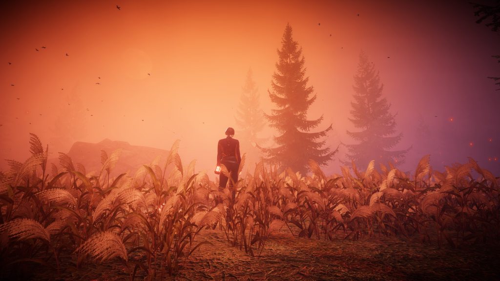 Pumpkin Woods